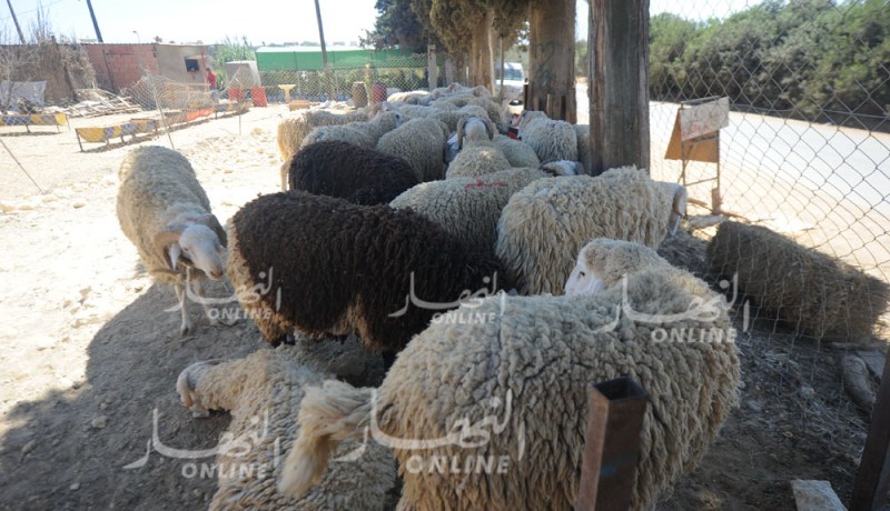 قالمة : الإطاحة بعصابة سرقة المواشي ببلدية برج الصباط
