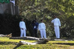 مونديال 2010: بوقرة وبلحاج ويبدة وقديورة يتوعدون الانجليز