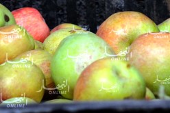 باتنة تجني مليون قنطار من التفاح
