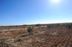 صعود مياه الصرف الصحي تتسبب بخسائر فلاحية بورقلة