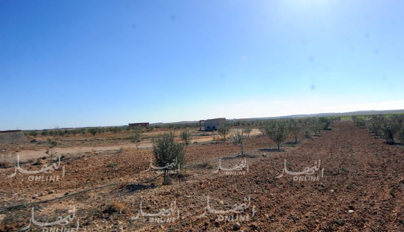 صعود مياه الصرف الصحي تتسبب بخسائر فلاحية بورقلة