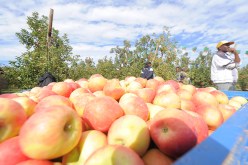 الجزائر لن تستورد الفواكه الفرنسية ولاغيرها