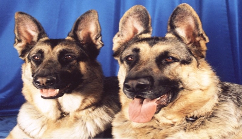 شاب‮ ‬يقطع الطريق بكلاب شرسة للحصول على محل مهني‮ ‬بمستغانم