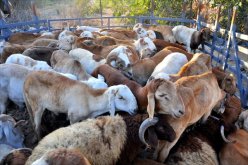 لهـــذه الأسبـــاب لــن تستـــورد الجــزائــر الكبـــش الســــوداني