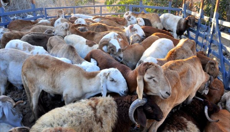 لهـــذه الأسبـــاب لــن تستـــورد الجــزائــر الكبـــش الســــوداني