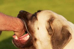 فورار: الجزائر تسجل من 15 إلى 20 حالة وفاة بداء الكلب سنوياً!