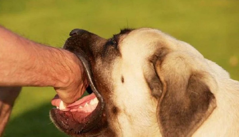 فورار: الجزائر تسجل من 15 إلى 20 حالة وفاة بداء الكلب سنوياً!