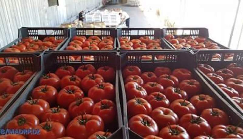 بالصور أول شحنة خضر موجهة للتصدير من الجزائر نحو دبي