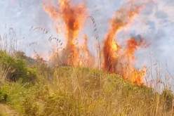 حريق مهول في غابة بوعثمان بتيبازة وعملية الاخماد متواصلة