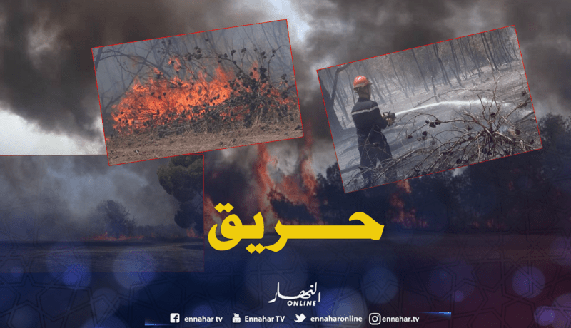 بالصور ..نشوب حريق مهول بغابة فيظ الترك في سيدي بلعباس