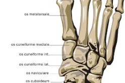 اكتشاف “عظمة قدم بشرية” بالفلبين قد تغير تاريخ البشرية