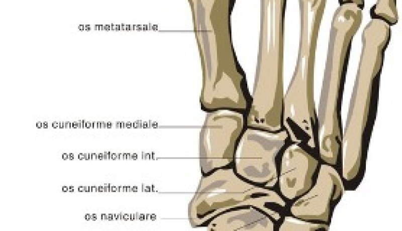 اكتشاف “عظمة قدم بشرية” بالفلبين قد تغير تاريخ البشرية