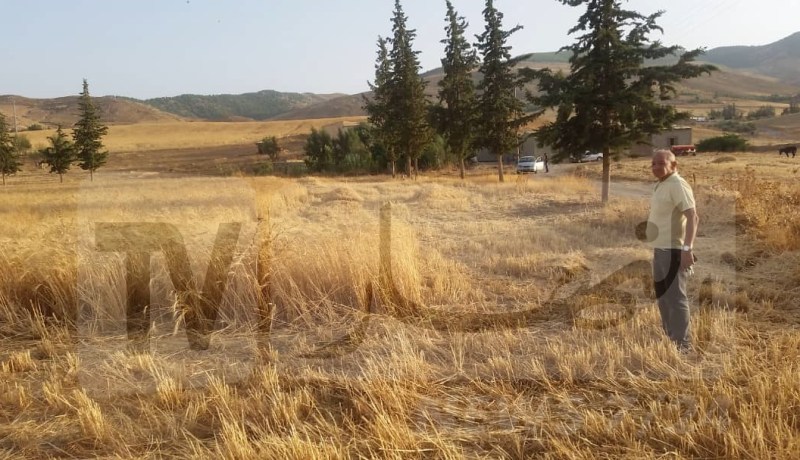 تيسمسيلت …”عصابة” تعطل جني محاصيل القمح وتهدد بحرقه وإتلافه