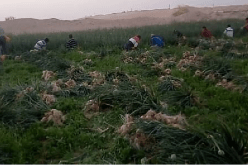 الوادي: 250 ألف قنطار بصل مهددة بالرمي بسبب إنهيار أسعارها