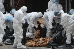 ظهور حالة جديدة لفيروس انفلونزا الطيور في الصين