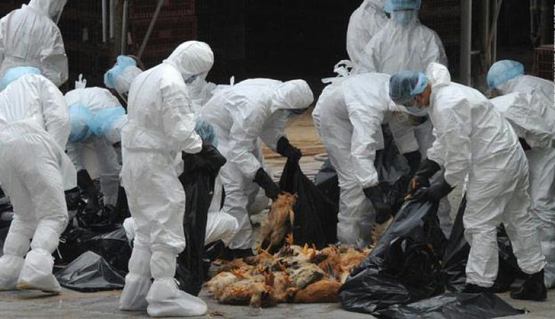 ظهور حالة جديدة لفيروس انفلونزا الطيور في الصين