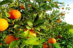 انطلاق فعاليات الطبعة الثامنة لعيد الحمضيات في تيبازة