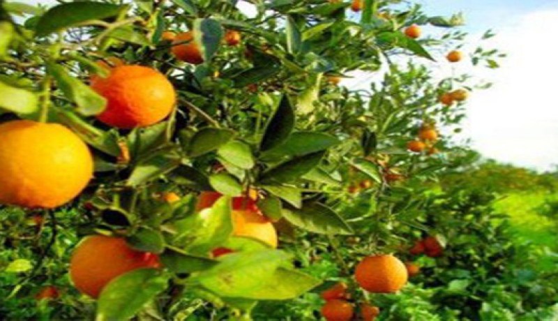 انطلاق فعاليات الطبعة الثامنة لعيد الحمضيات في تيبازة