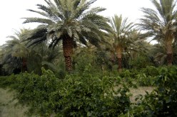 توسع في مساحة بساتين النخيل بتندوف