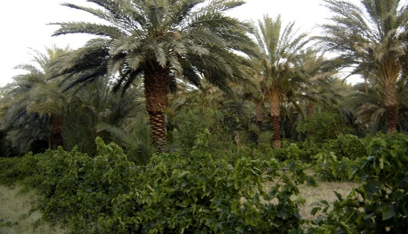 توسع في مساحة بساتين النخيل بتندوف