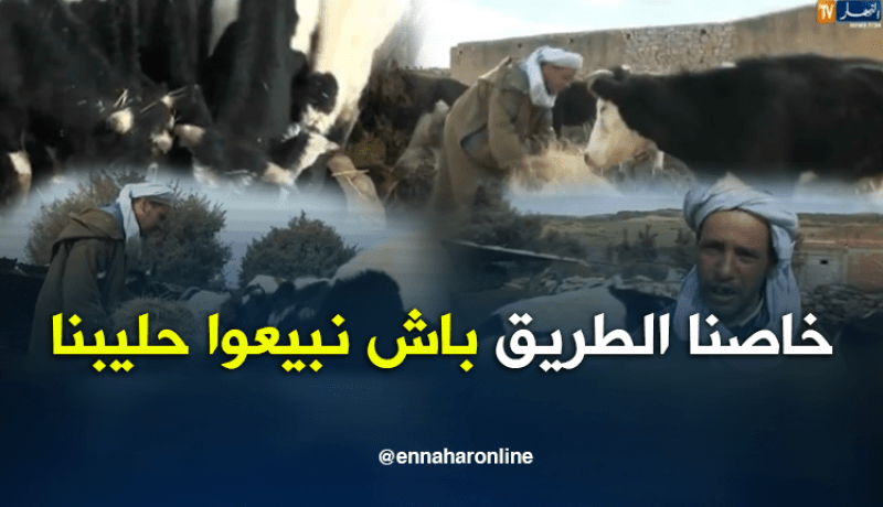 سعيدة.. المسالك الريفية تعيق الحاج ولد قادة من تسويق الحليب