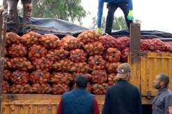 توزيع 200 طن من البطاطا مجانا على سكان البليدة