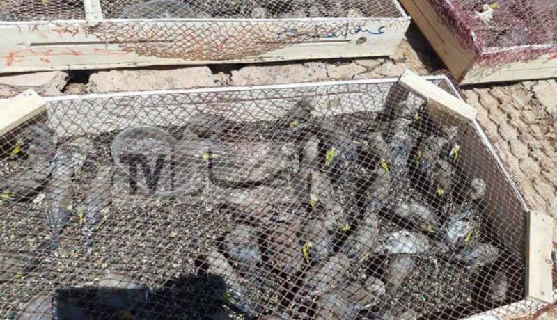 بالصور: الدرك الوطني بالنعامة يحجز 550 طائر حسون ببلدية القصدير