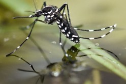 وزارة الصحة: لاداعي لفرض حالة تأهب لمحاربة بعوضة النمر