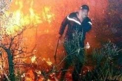 الحماية المدنية: أكثر من 15 ألف عون وإمكانيات معتبرة لمكافحة حرائق الغابات