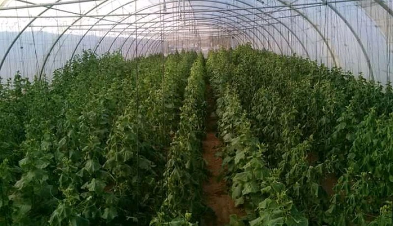 الذبابة البيضاء تكبد الفلاحين خسائر كبيرة بالهرانفة في الشلف
