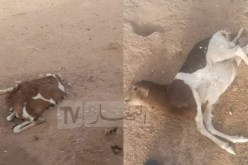 تمنراست: نفوق عشرات الماشية بسبب مرض البكتيريا الهوائية