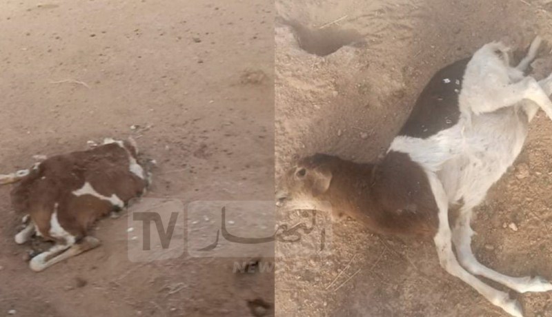تمنراست: نفوق عشرات الماشية بسبب مرض البكتيريا الهوائية