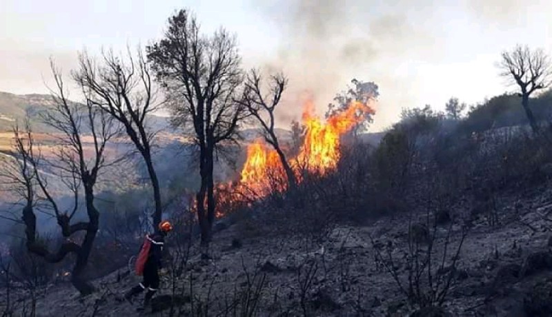 إندلاع حريقين مهولين في غابتي بوذا وبوهالي بالشلف