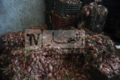 الديوان المهني للخضر واللحوم يشرع في تخزين البصل الجاف