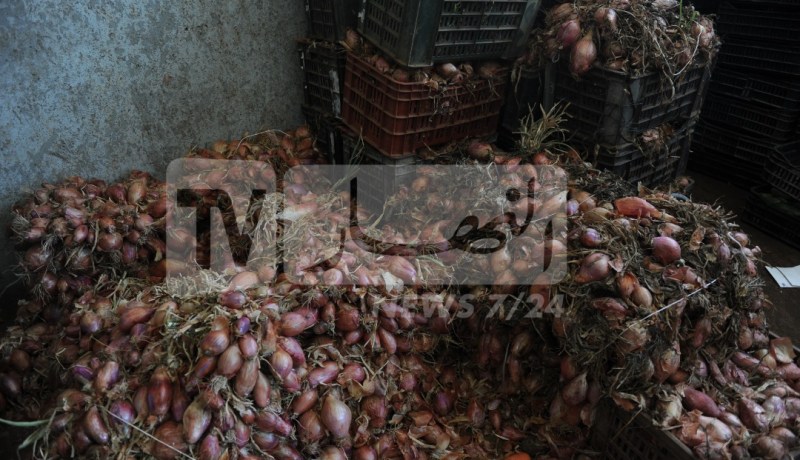 الديوان المهني للخضر واللحوم يشرع في تخزين البصل الجاف