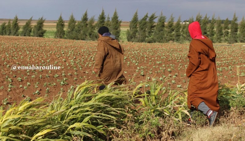 640 ألف فلاح يرفضون الاشتراك في «كاسنوس»