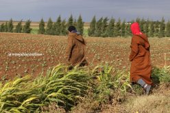 «الغرامـــة» أو نـــزع الملكيــة مـــن مـلّاك الأراضــي البــــور!