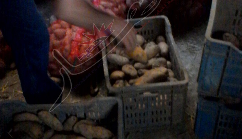 بالصور إنعدام غرف التبريد يحول أطنان من البطاطا إلى جيفة في بن سكران بتلمسان