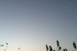 بالصور والفيديو.. أسراب “الزرزور” تُبشر بغيث نافع