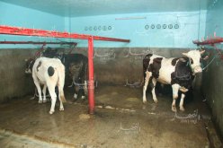 مديرية البيطرة: العاصمة ليست بؤرة لوباء الحمى القلاعية والحالات المسجلة منعزلة