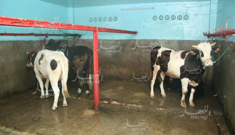 مديرية البيطرة: العاصمة ليست بؤرة لوباء الحمى القلاعية والحالات المسجلة منعزلة