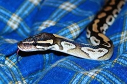 أفاع على الفراش… إنهم أهلك