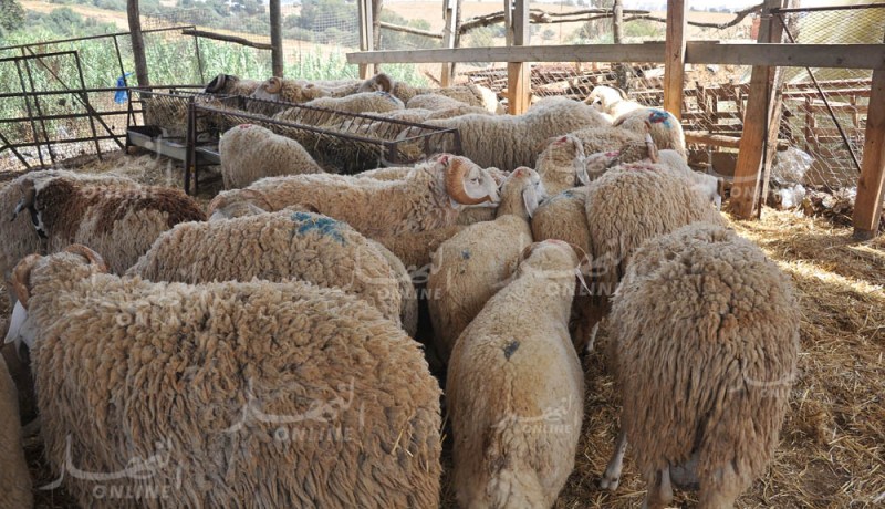 إفتتاح 105 نقطة لبيع أضاحي العيد بالعاصمة