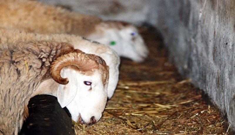 الدرك‮ ‬يطيح بعصابة لسرقة الأغنام بالوادي