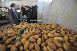 «لا وجود لمواد كيمياوية في المنتوجات الفلاحية المصدرة»