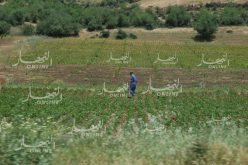 استرجاع 450 ألف هكتار من الأراضي الفلاحية منذ شهر جانفي