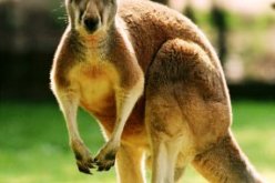 حيوان الكنغرو قد يفيد في الوقاية من سرطان الجلد لدى البشر