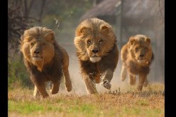 ثلاثة أسود تقتل طبيبا أردنيا ومساعده