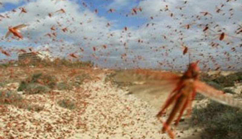 طوارئ بالبحر الأحمر لظهور أسراب الجراد الأفريقي على الحدود