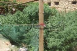 اكتشاف مزرعة مخدرات داخل منزل رعية فلسطيني في الكاليتوس بالعاصمة